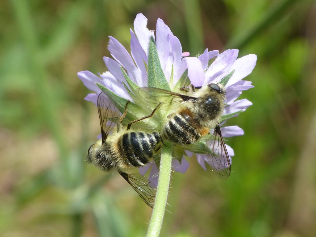 Phallenia fasciata, accoppiamento atipico